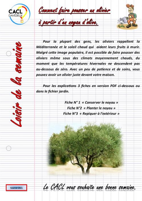 Un olivier a partir d un noyau d olive